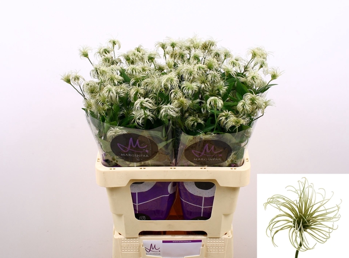 <h4>CLEMATIS DIVERSIF. 'AMAZING KIBO'</h4>