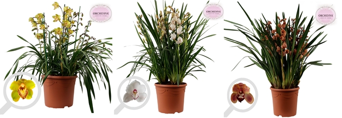 <h4>Cymbidium mix 10+ tak getoufd</h4>