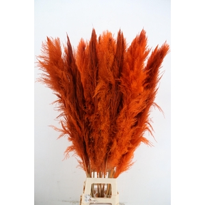 DF Pampas 130cm Orange