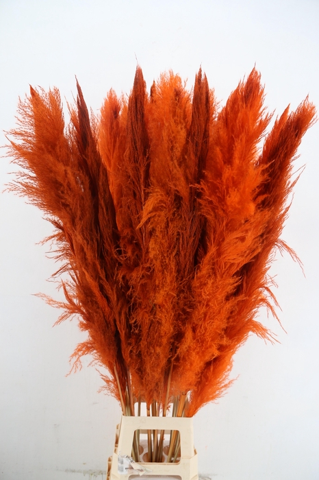 <h4>DF Pampas 130cm Orange</h4>