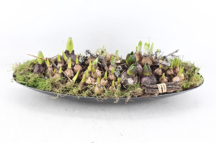 <h4>arr4 Bollenmix MB - Kunstst. ovaal XXL</h4>