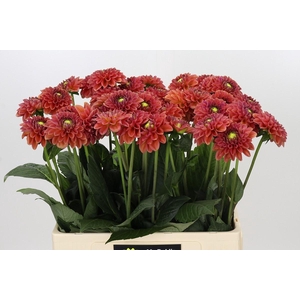 Dahlia Orange Fox