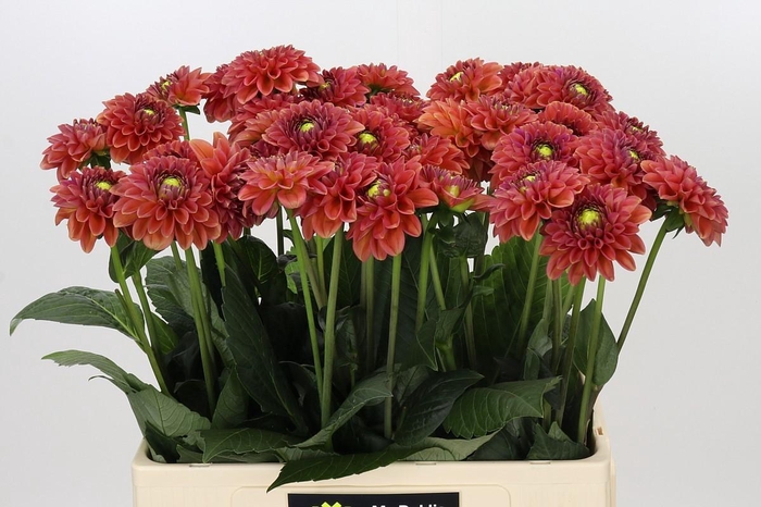 <h4>Dahlia Orange Fox</h4>