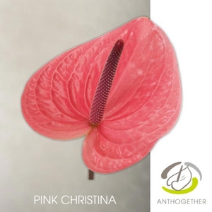 Anth A Pink Christina 11 cm X16 Flow Pack Spek Flowers