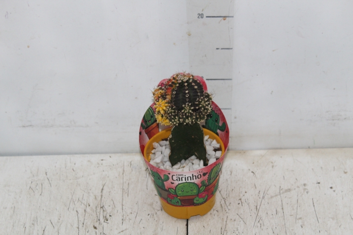 <h4>CACTUS ENXERTADO P10</h4>