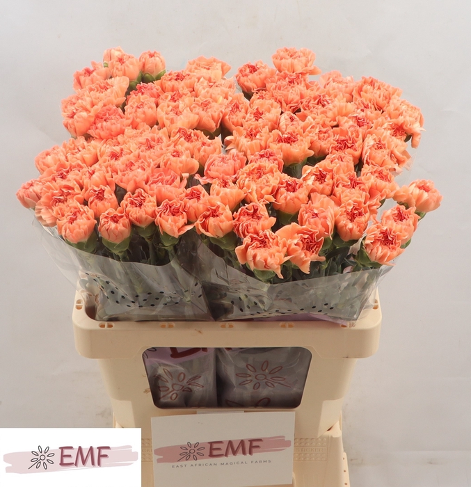 <h4>Di St Megan EMF</h4>