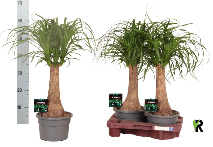 <h4>BEAUCARNEA RECUR</h4>