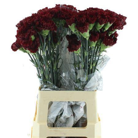 <h4>Di St Col Zurigo</h4>