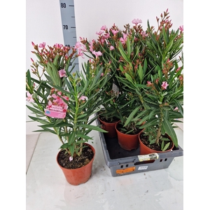 NERI OLEANDER