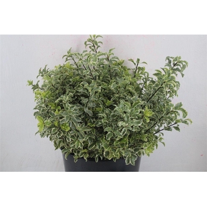 Pitto Nigra 150gr P Bunch