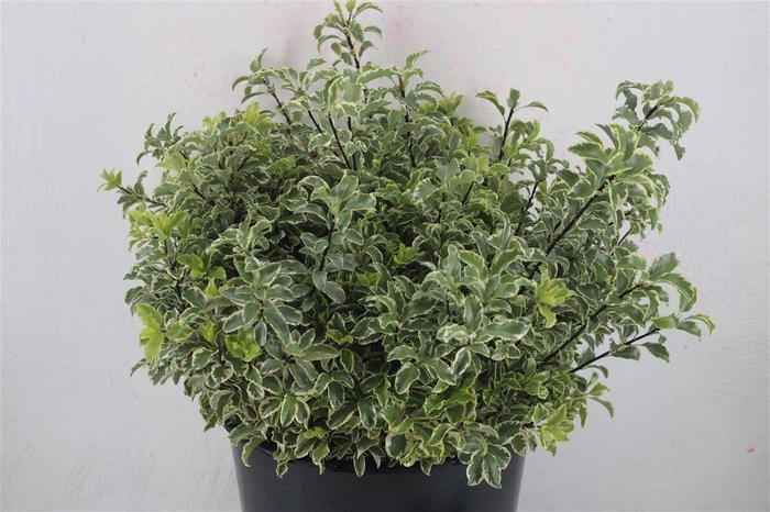 <h4>Pitto Nigra 150gr P Bunch</h4>