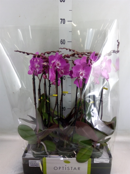 <h4>Phalaenopsis   ...lilac</h4>