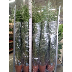 Phoenix canariensis
