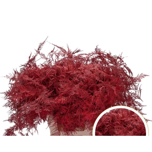 Asparagus Ex Veren Red x50