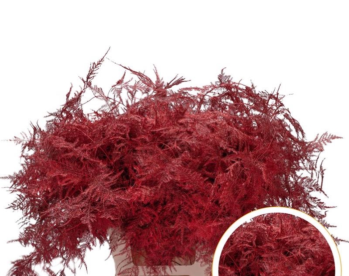 <h4>Asparagus Ex Veren Red x50</h4>