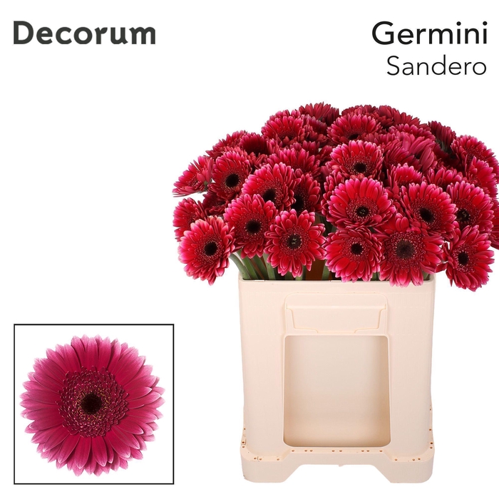 <h4>GE MI SANDERO Emmer X60 met hoes</h4>