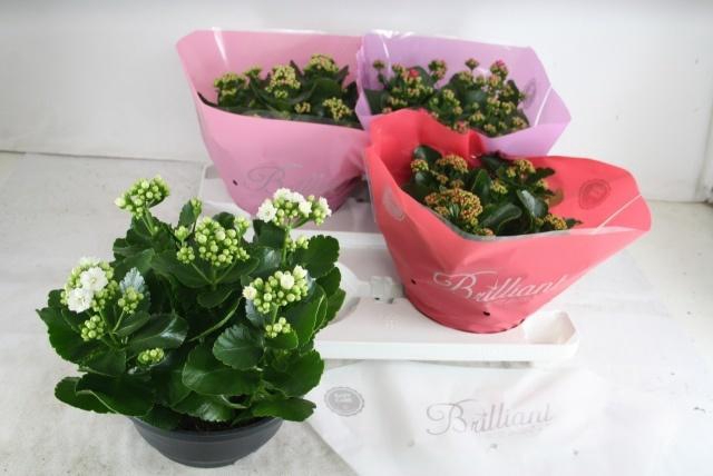 <h4>KAL GE GEM 4 KL</h4>