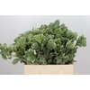 Pittosporum Ilan