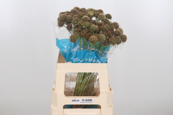 <h4>Scabiosa Stell Zaaddoos</h4>