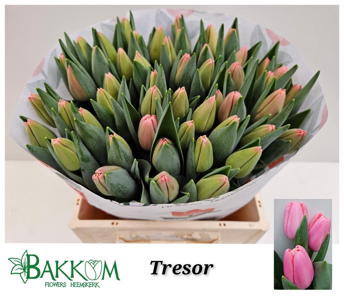 <h4>TU EN TRESOR</h4>