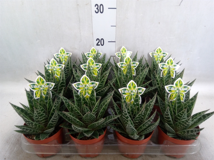 <h4>Aloe aristata 'Tiki Tahi'</h4>