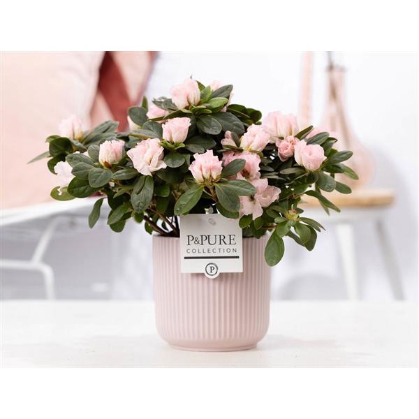 <h4>1st class Azalea pink in P&PURE Sophie ceramics pink</h4>