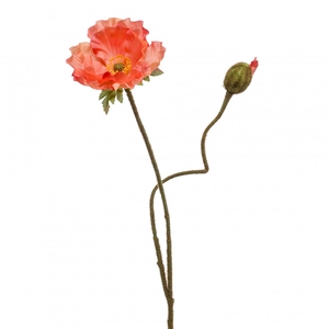 Papaver 74cm