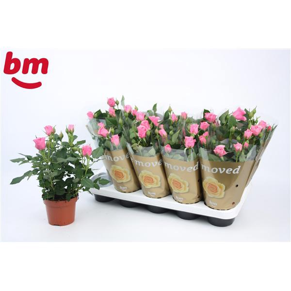 <h4>Rosa Dark Pink Beau Monde (12 cm)</h4>