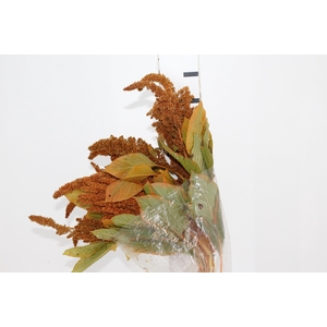 AMARANTHUS DOURADO 070 CM
