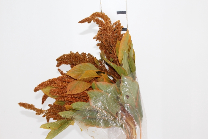 AMARANTHUS DOURADO 070 CM