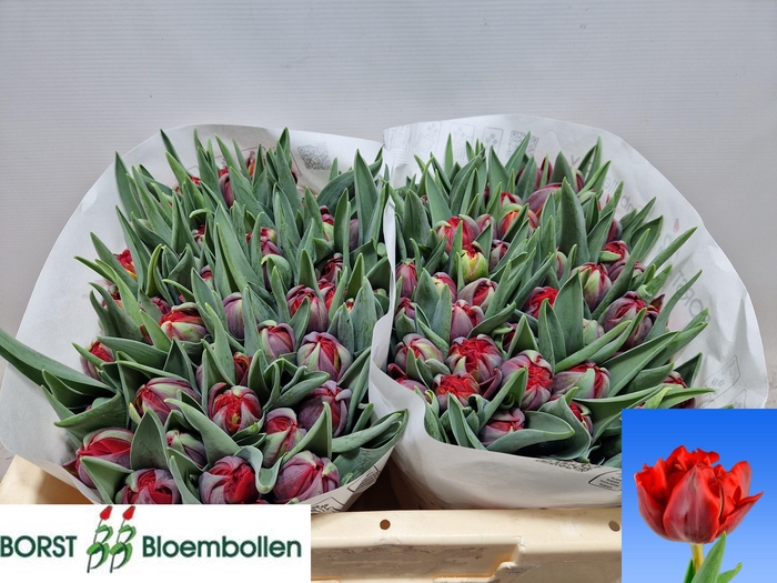 <h4>TU DU RED PRINCESS</h4>