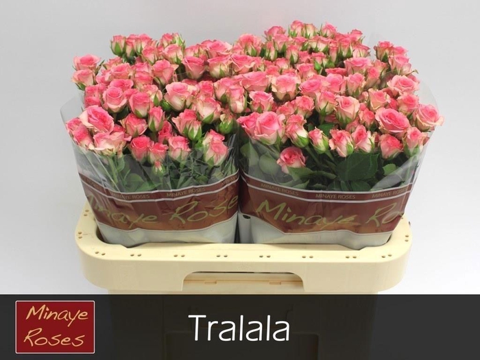 <h4>R TR TRALALA</h4>