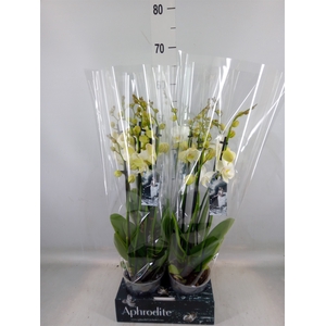 Phalaenopsis   ...white