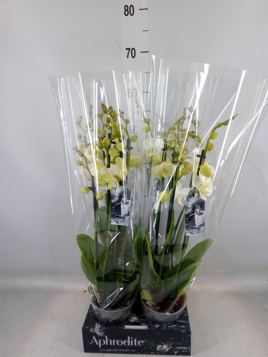 <h4>Phalaenopsis   ...white</h4>