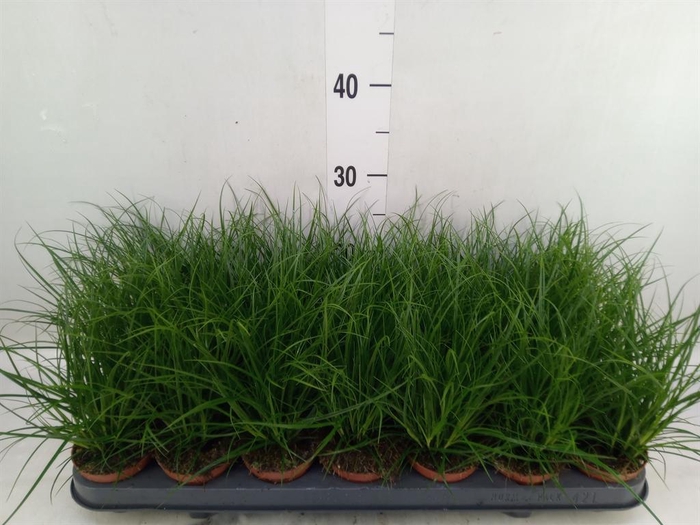 <h4>Carex brunnea</h4>