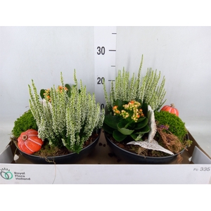 Arr.   Tuinplanten L%