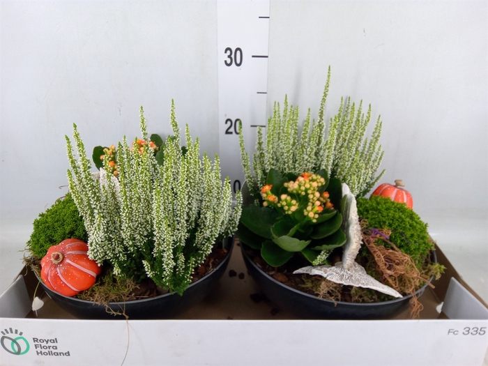 <h4>Arr.   Tuinplanten L%</h4>