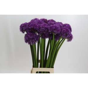 Allium Globemaster