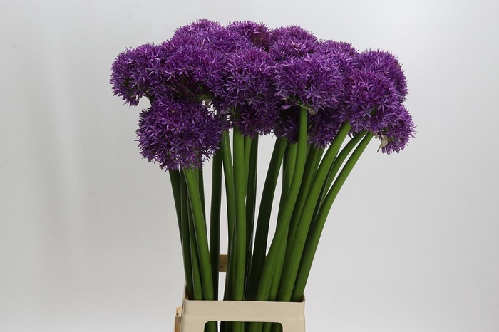 <h4>Allium Globemaster</h4>