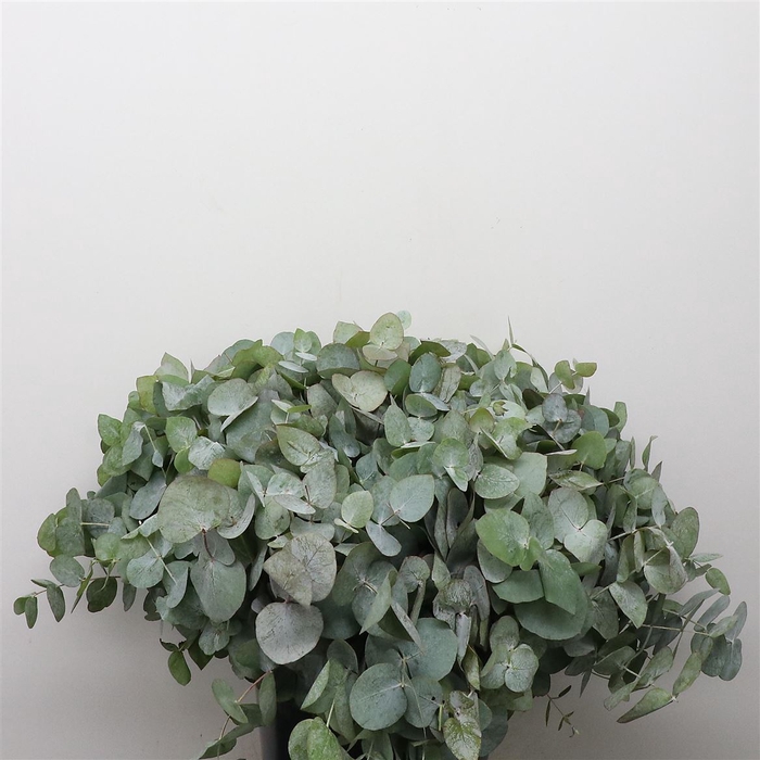 <h4>Euca Cinerea P Stem 50cm (10 Stems Per Bunch)</h4>