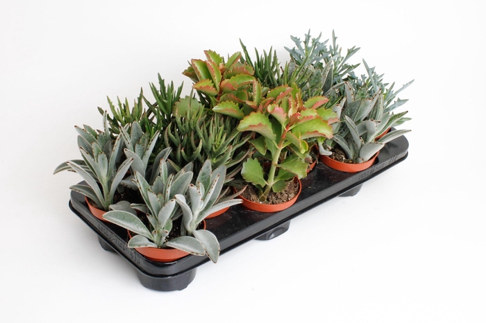 <h4>Kalanchoë mix</h4>
