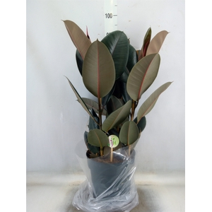 Ficus elastica 'Abidjan'