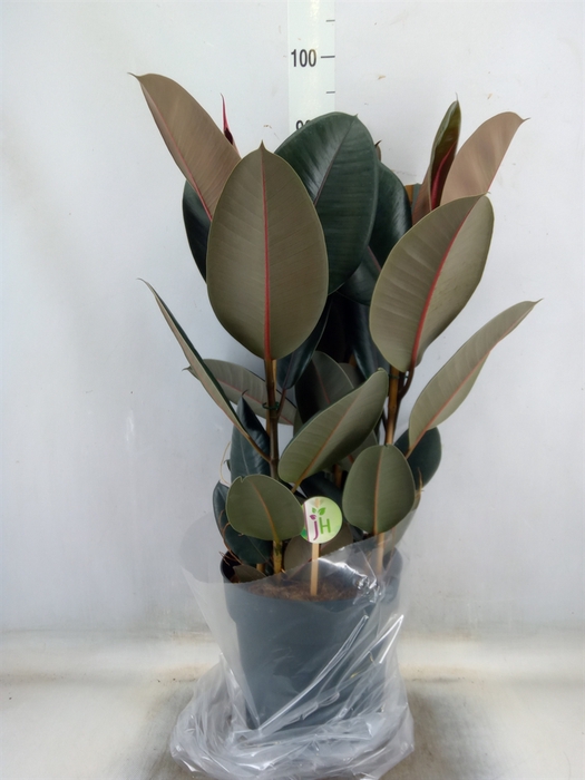 <h4>Ficus elastica 'Abidjan'</h4>