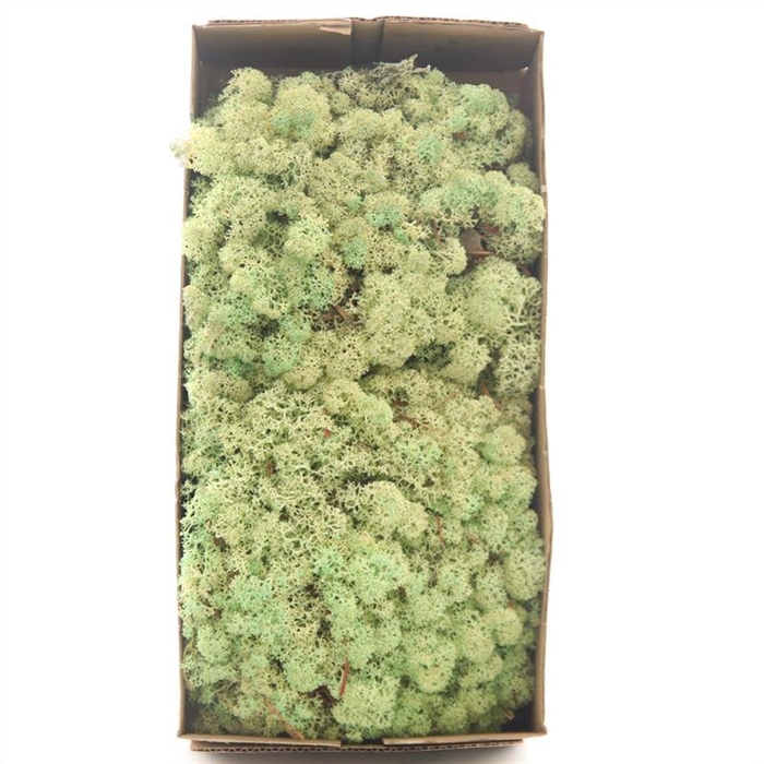 <h4>Ijslandmos (reindeer) Mint Groen</h4>