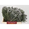 Kaaps Groen Silver Brunia