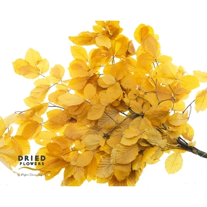 Faggio Preserved Yellow (beech,beuk)