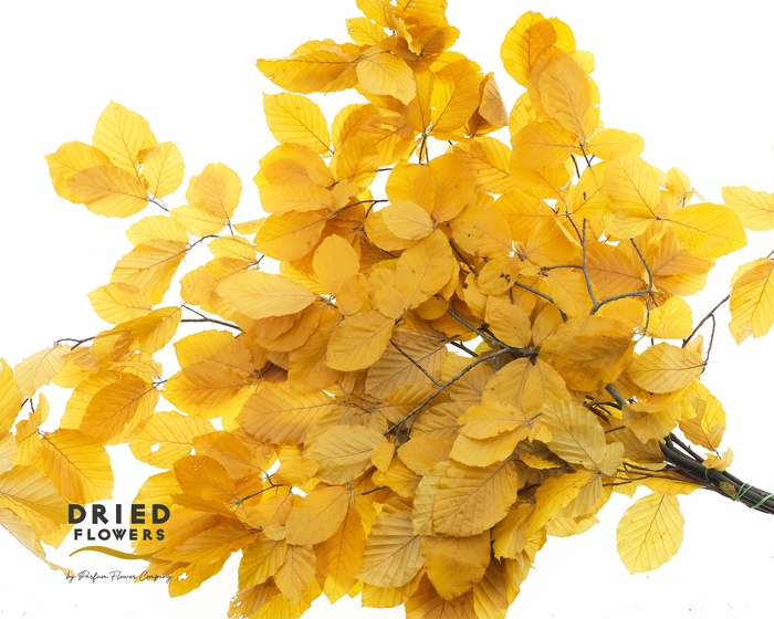 <h4>Faggio Preserved Yellow (beech,beuk)</h4>