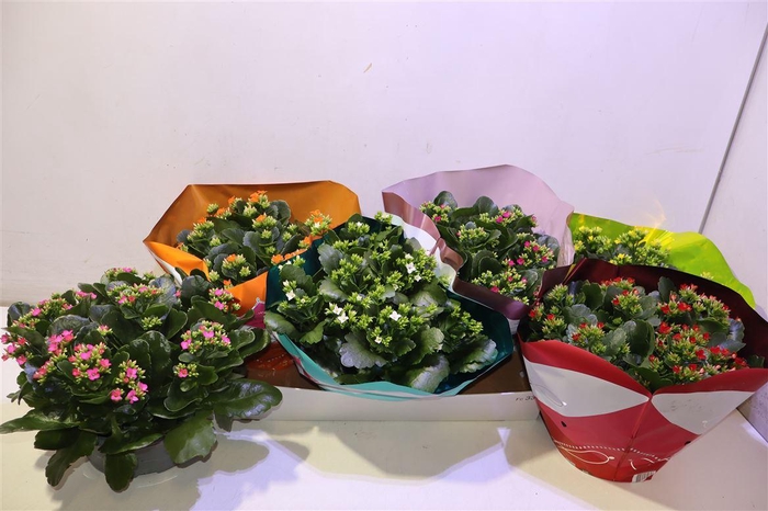 <h4>Kal En Gem 6 Kl</h4>