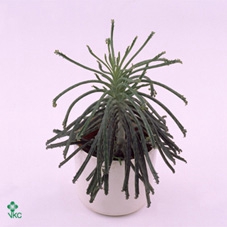 KALANCHOE TUBIFLORA