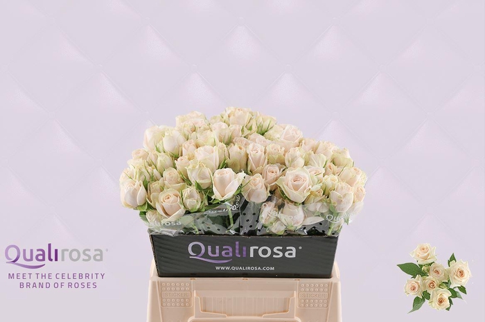 <h4>R Tr Super Bubbles</h4>